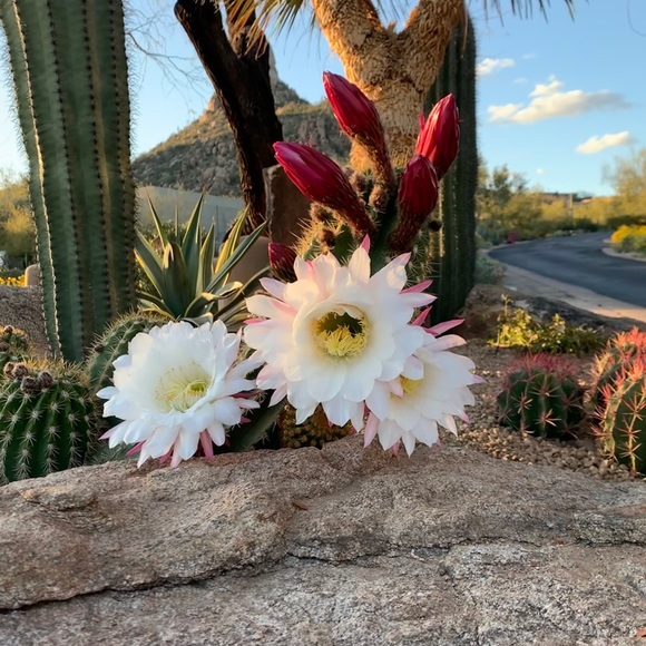 Meet your Posher, Denise - Picture 14 of 14